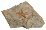 Ordovician Starfish (Petraster?) Fossil - Morocco #211457-1